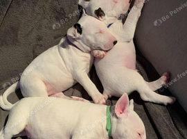 English bull terrier puppies