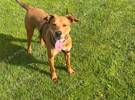 1 year old Joey mixed breed