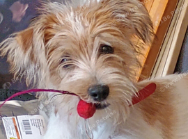 Stunning male jack Russell terrier rough coat puppy