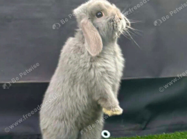 Male Mini Lop