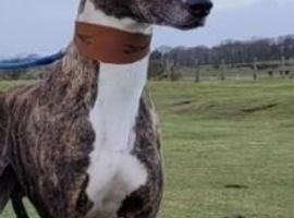 Male lurcher