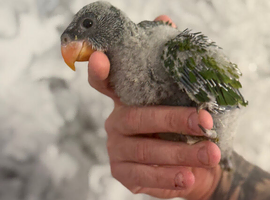 Hand-Reared Derbyans