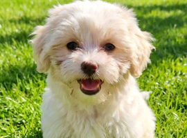 BEAUTIFUL ASIAN MALTIPOO GIRL READY TO GO!