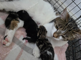 Beautiful litter of kittens