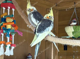 2x cockatiel chicks