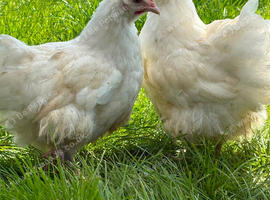 White Orpington&rsquo;s