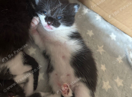 5 kittens ready around 18/10/26