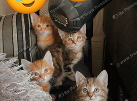 Kittens