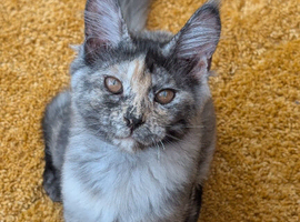 Tica Registered Maine coon girls