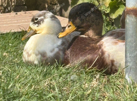 Looking to rehome these two call duck males