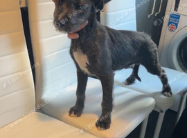 lurcher pup
