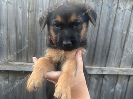 Dutch X German Shepherd puppies