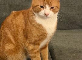 2 Ginger cats