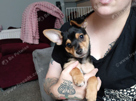 Pomchi russell