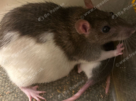Big rat