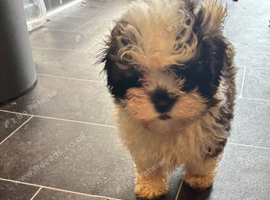 A gorgeous little baby looking for there forever Home