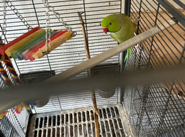Green Ringneck adult male.
