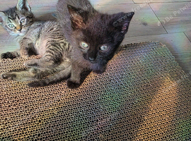 Kitten
