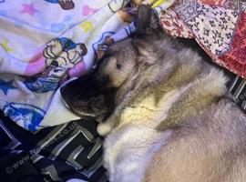Akita