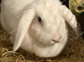 Email rabbit for sale