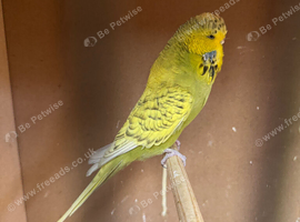 Budgies