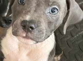 Beautiful staff x cane corso
