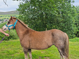 Welsh section A mare possibly in foal