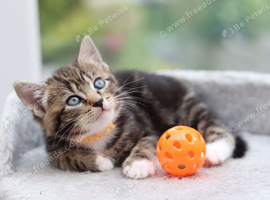 Tabby Kittens Ready Soon