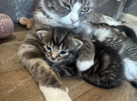Beautiful tabby cat