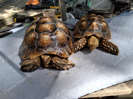 Sulcata adult females
