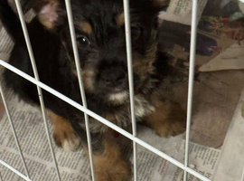 Homebred Jack Russel x Norwich terrier (cross) puppies