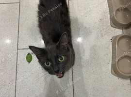 2 female cats