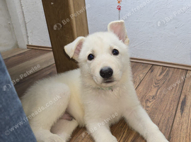 One white german shepherd available ready to go now