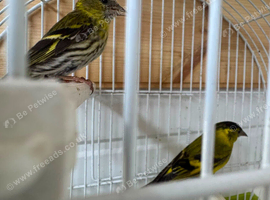 Pair siskins
