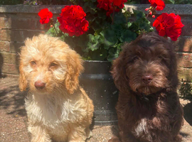 Cockerpoo puppies