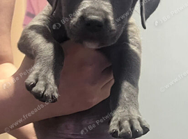 8week staffy pup
