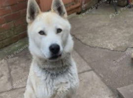 Akita Cross Husky 2 Year Old Male