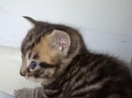 Gorgeous ORIENTAL BENGAL X ASIAN MAU KITTENS both parents can be seen