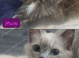 Beautiful Male ragdoll