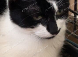 Female cat