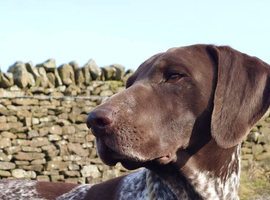 German shorthaired pointer stud