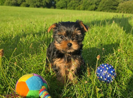 YOKSHIRE TERRIER