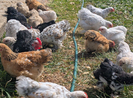 Beautiful pekin bantam female growers