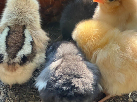 Day old Chicks ready to reserve for easter  LIMITED NUMBERS