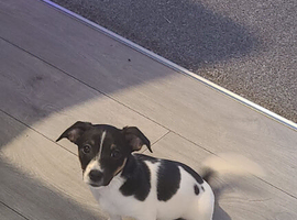 Miniature jack russel puppy