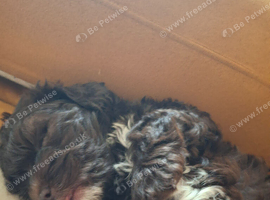 Shih tzu cross toy poodle