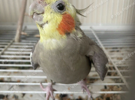 2 male cockateils