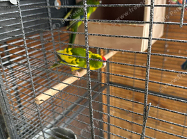 Baby Kakarikies ready to go