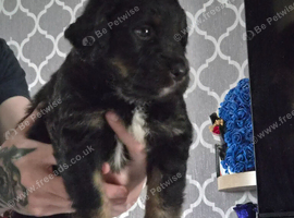 Puppies for sale