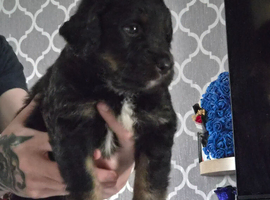 Puppies for sale